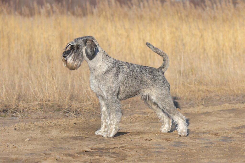 FinnSieger Narraajan Pohjolan Harlekiini