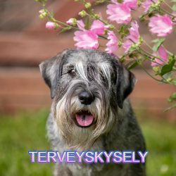 Terveyskysely
