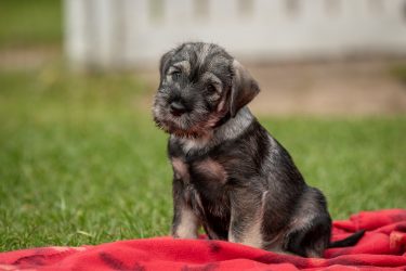 ohje uroksen omistajalle_pieni