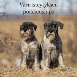 poikkeuslupa